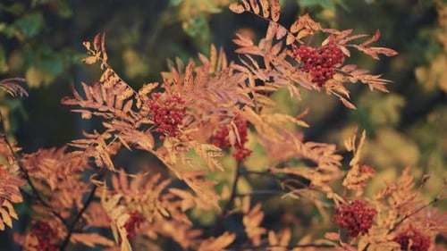 Un gros plan de la branche délicate du sorbier. Baies orange vif sur des feuilles colorées. Lent-