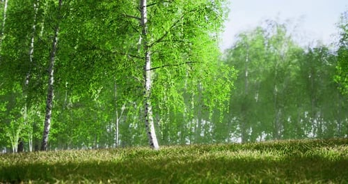 Vibrant Green Trees and Lush Grass Create a Serene Forest Ambiance