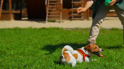 Man and Dog Play Fetch on Grassy Lawn