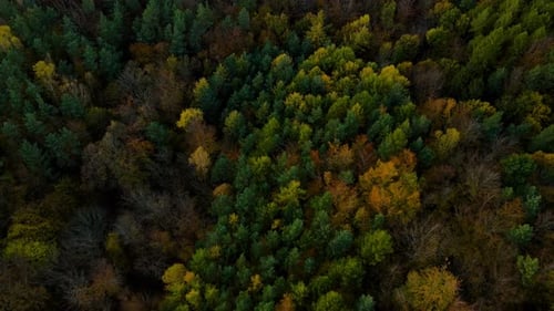 Treetops Texture With Dense Foliage Of Witomino Forest In Gdynia, Poland, Aerial Shot