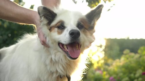 White Longhaired Dog with Joyful Expression Sits on Grass with Open Mouth While Human Caresses Dogs