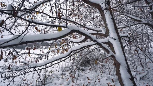 Gros plan d'un tronc d'arbre recouvert de neige dans une forêt d'hiver