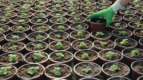 Rangées de semis en pot et de jeunes plants en serre