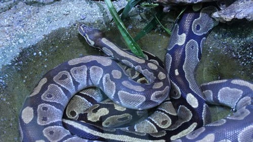 Python se rafraîchissant dans une flaque d'eau