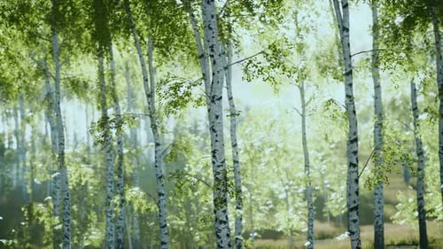 Spring in the Birch Grove Forest