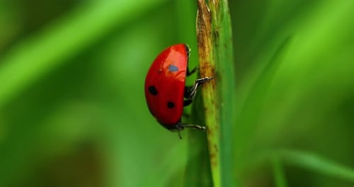 Close up macro video of a ladybug beetle cleaning itself.