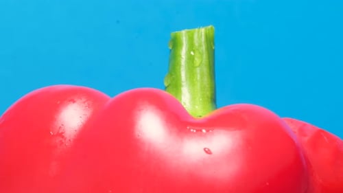 Close Up View of Red Raw Bell Pepper with Water Drops Isolated on Blue Background