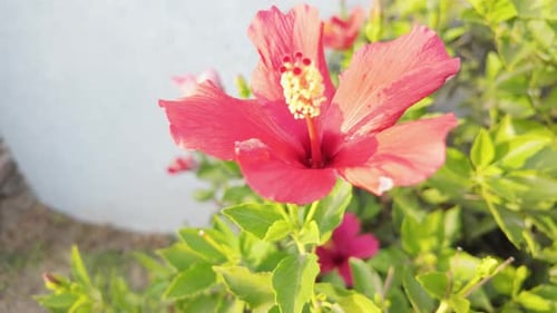 Red Flower Close-Up in a Garden