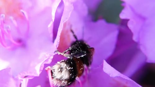 Of A Bumblebee In A Blooming Flower Pollinating. Close-up Shot