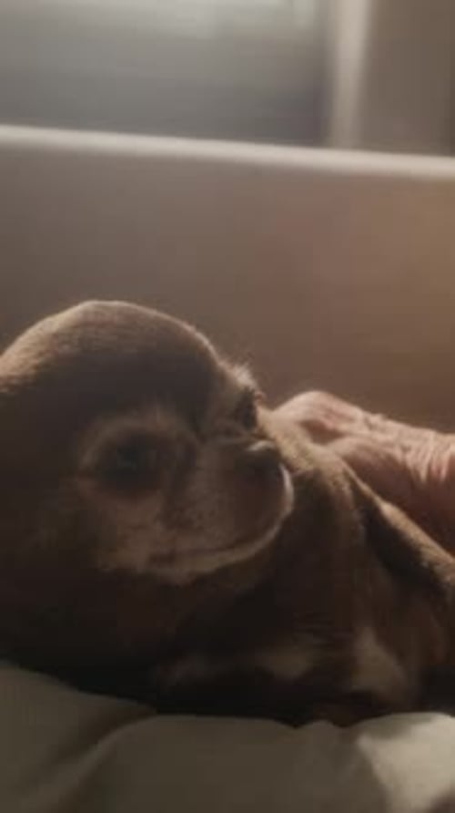 Vertical d'un chihuahua recevant de l'affection sur un canapé lumineux