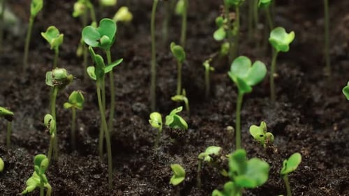 Sprouts Growing in Soil Time Lapse