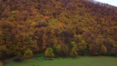 Autumn forest trees yellow and red foliage, woodland aerial view in fall season, natural colorful pa