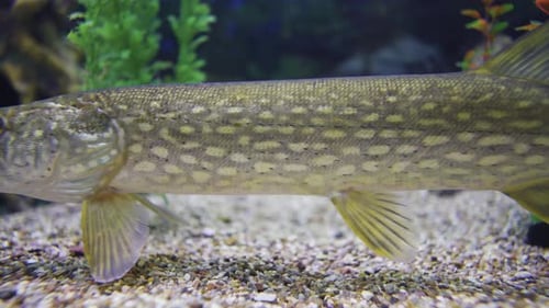 pike underwater close-up. Aquarium. grass in the background