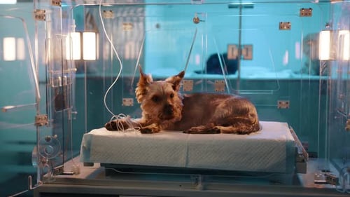 A Small Brown Dog Laying in a Glass Oxygen Chamber in a Veterinary Clinic