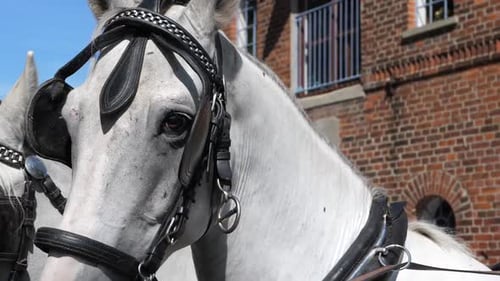 A close up video of a beautiful white horse that clearly shows the horses feelings and expressions