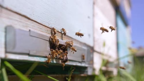 Stripy shining bees are at the entering of a wooden hive. Honey collection at sunny daytime.