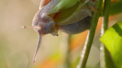 Eine Schnecke sitzt auf einem Pflanzenblatt und hebt ihren Kopf nach oben