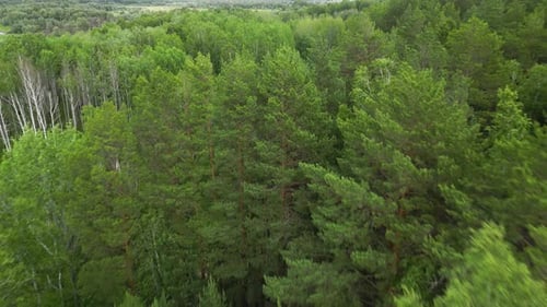 Top Down View of Summer Forest Woodland Aerial Shot Drone Fly Over Pine Trees and Green Treetops