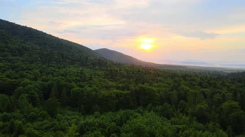 Aerial View of Green Pine Forest with Dark Spruce Trees Covering Mountain Hills at Sunset