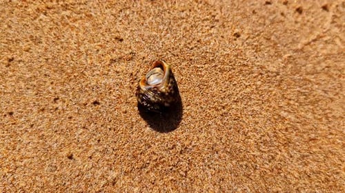 Picking up seashell with crab sea life inside alive on the sand beach