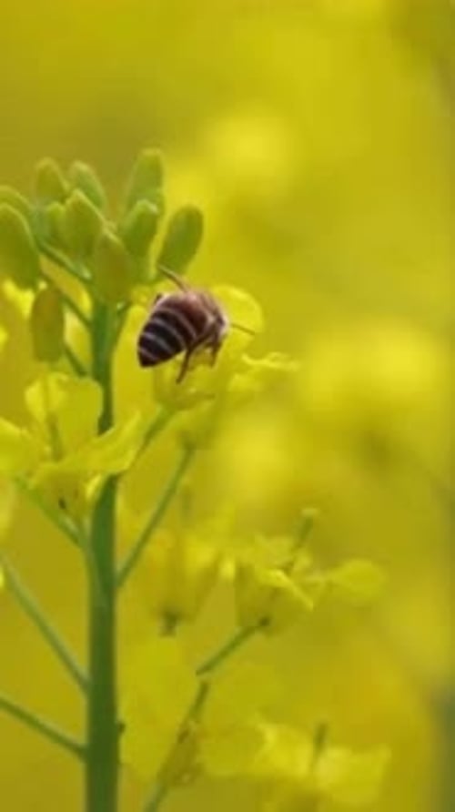 Vertikale Ansicht der Honigbiene auf Rapsblüten
