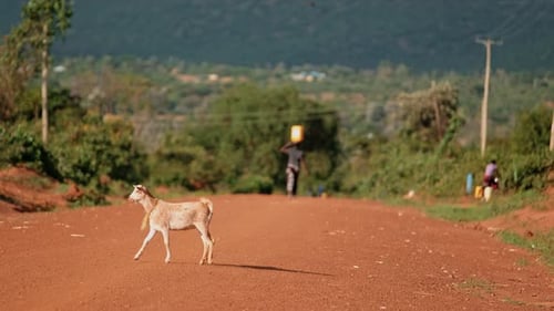 Walking Goat