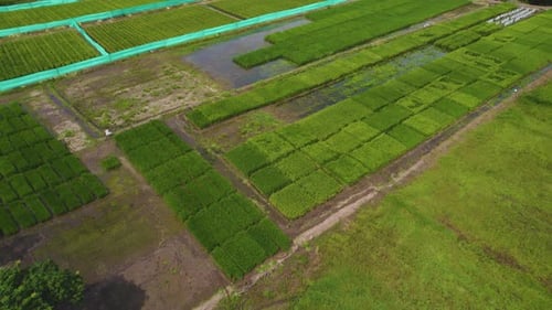 Flight drone over rice fields in South America. The green nature video.