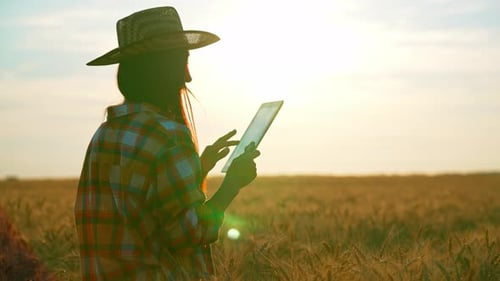 Farmer Woman with Digital Tablet in Hands Walks Through Harvesting Wheat Field Agronomist Online