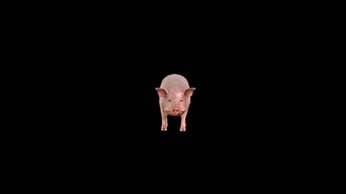 Realistic Pig Walk Cycle Animation