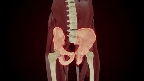 3D Human Pelvis Anatomy with Glowing Highlight Medical Animation