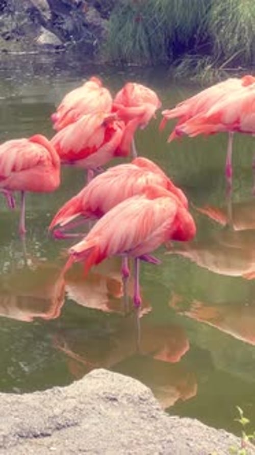 Vertical video of a group of flamingos on a sunny day on a pond or lake