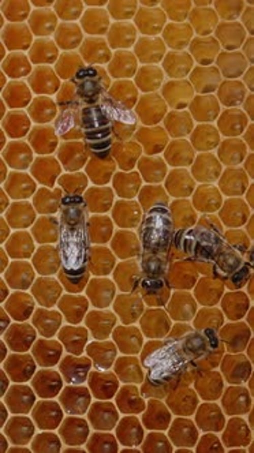 bee insects working on the honeycombs. Fresh thick honey shining in the cells. Close up.