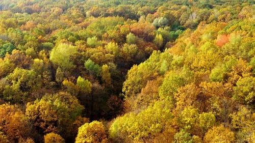 Wald in der Herbstsaison. Flug über farbenfrohe Baumkronen. Erstaunlicher Naturhintergrund im Herbst.
