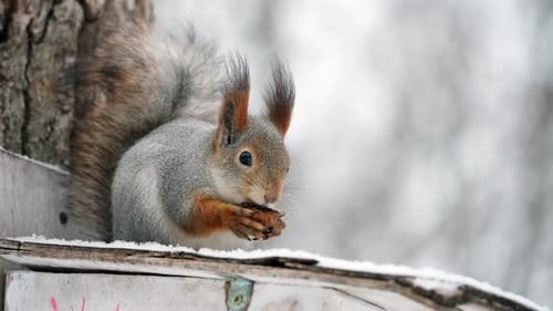 A hungry red squirrel eats food left in a city park by caring people.