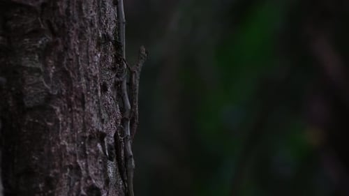 Close-Up of Tree Bark Texture in Forest