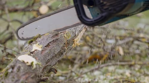 Cutting a Thick Branch with an Electric Chainsaw