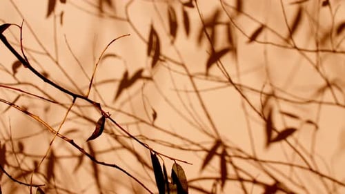 Transparent Soft Light and Shadows From Branches Plant Foliage and Leaves Sun and Shadows Gray