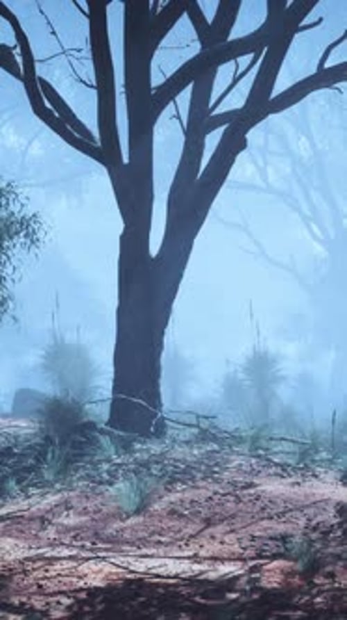A Mystical Painting of an Australian Foggy Forest