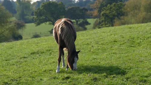 Young horse foraging on grass. Centre of shot. Eating grass in a field. Filmed in Cheshire, England