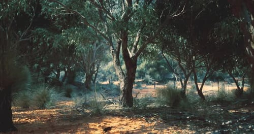Majestic Eucalyptus Forest Under Bright Sunlight with Scattered Wildlife