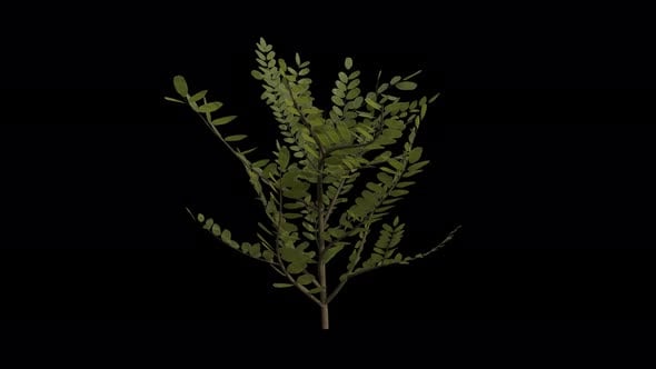 Black Locust Sapling blowing in the wind. Alpha Channel. Loop Animation ...