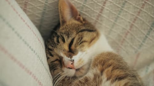 Close Up Muzzle of Cat