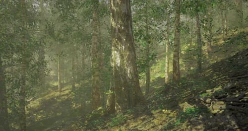 Majestic Forest Landscape with Sunlight Filtering Through Trees