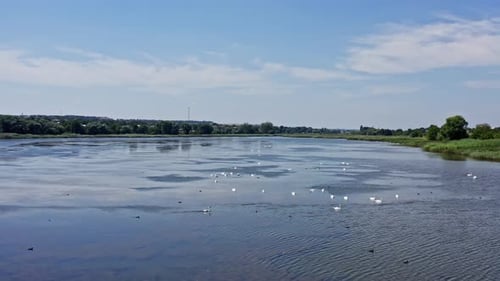 Trompeter-Schwaneneltern mit Cygnets am Fluss. Schöne stolze Vögel mit Küken. Schönheit der Tierwelt.