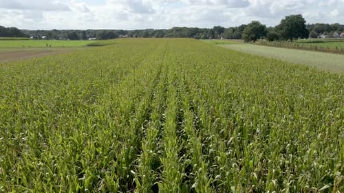 Low aerial over beautiful green wheatfield