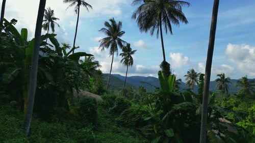 Aerial Shot Camera Flies to Palm Trees Beautiful Tropical View of the Jungle and Mountains