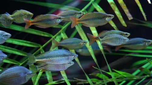 Large school of fish in an aquarium