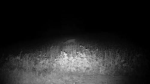 De petits cerfs de Virginie paissent au loin dans les bois à la fin de l'automne, après la tombée de la nuit, dans le centre de l'Illinois