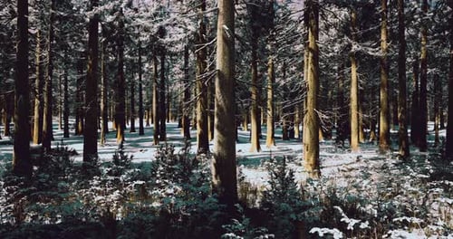 Winter Forest Landscape with Tall Trees and Snow Covered Ground