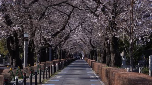 Cherry Blossoms Lined Up In A Path At Aoyama Cemetery Japan - wide shot
